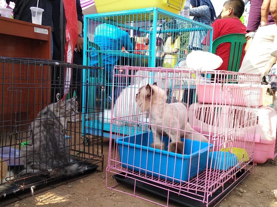 Sudah 44 Tahun Tidak Terjadi Kasus Rabies, Pemkab Purwakarta Tetap Waspada