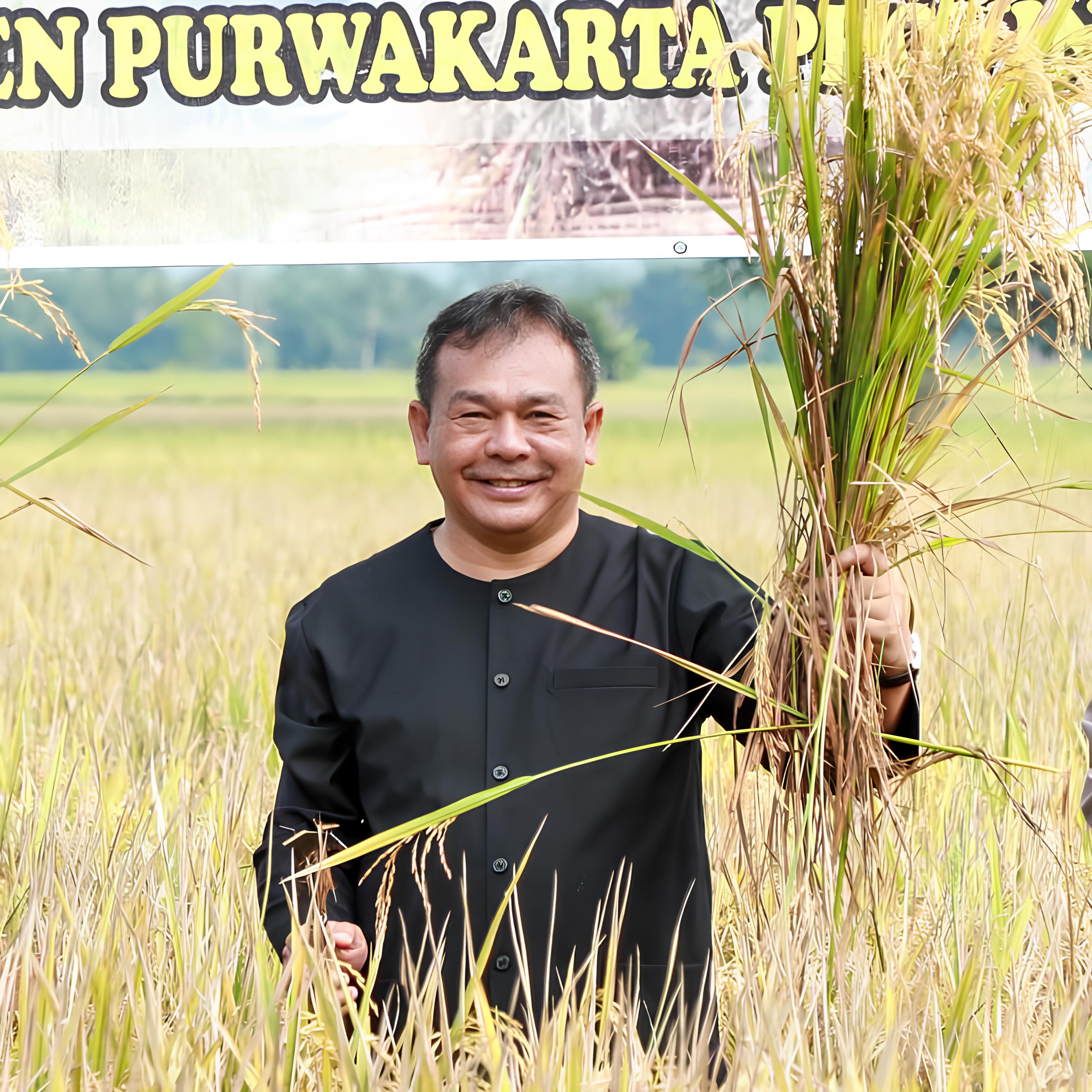 Amankan Surplus Puluhan Ribu Ton Beras, Ratusan Hektar Sawah Di Purwakarta Awali Panen Raya 2024