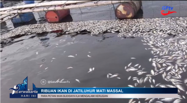 Ini Penyebab Ribuan Ikan Mati Massal di Waduk Jatiluhur Purwakarta