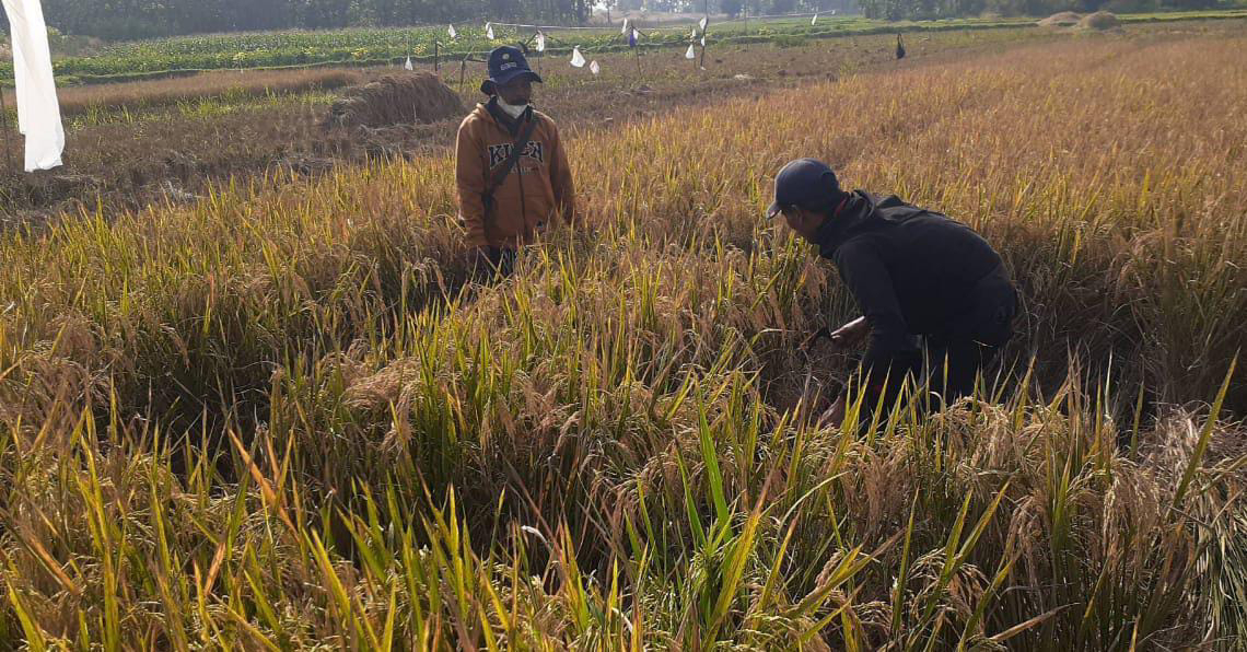 Jaga Ketahanan Pangan Nasional, Bupati Anne Cegah Lahan Pertanian di Purwakarta Berubah Fungsi