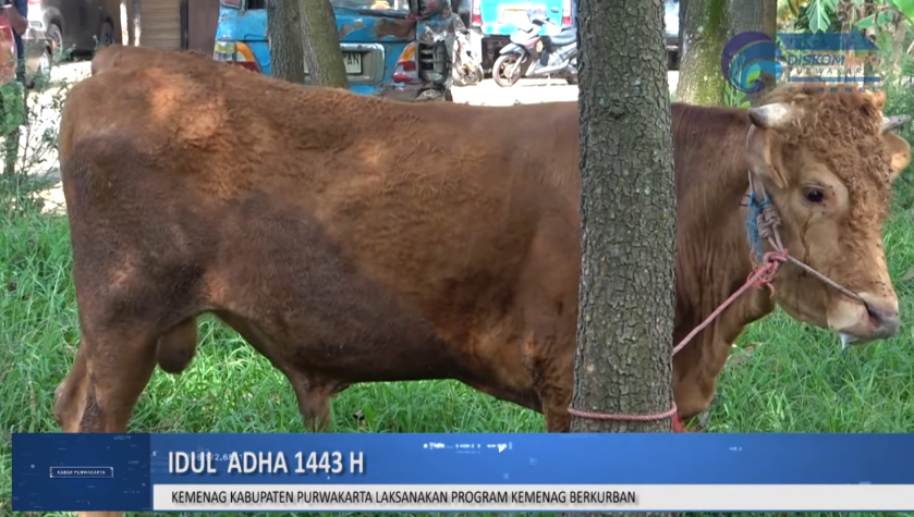 KEMENAG PURWAKARTA LAKSANAKAN PROGRAM KEMENAG BERQURBAN