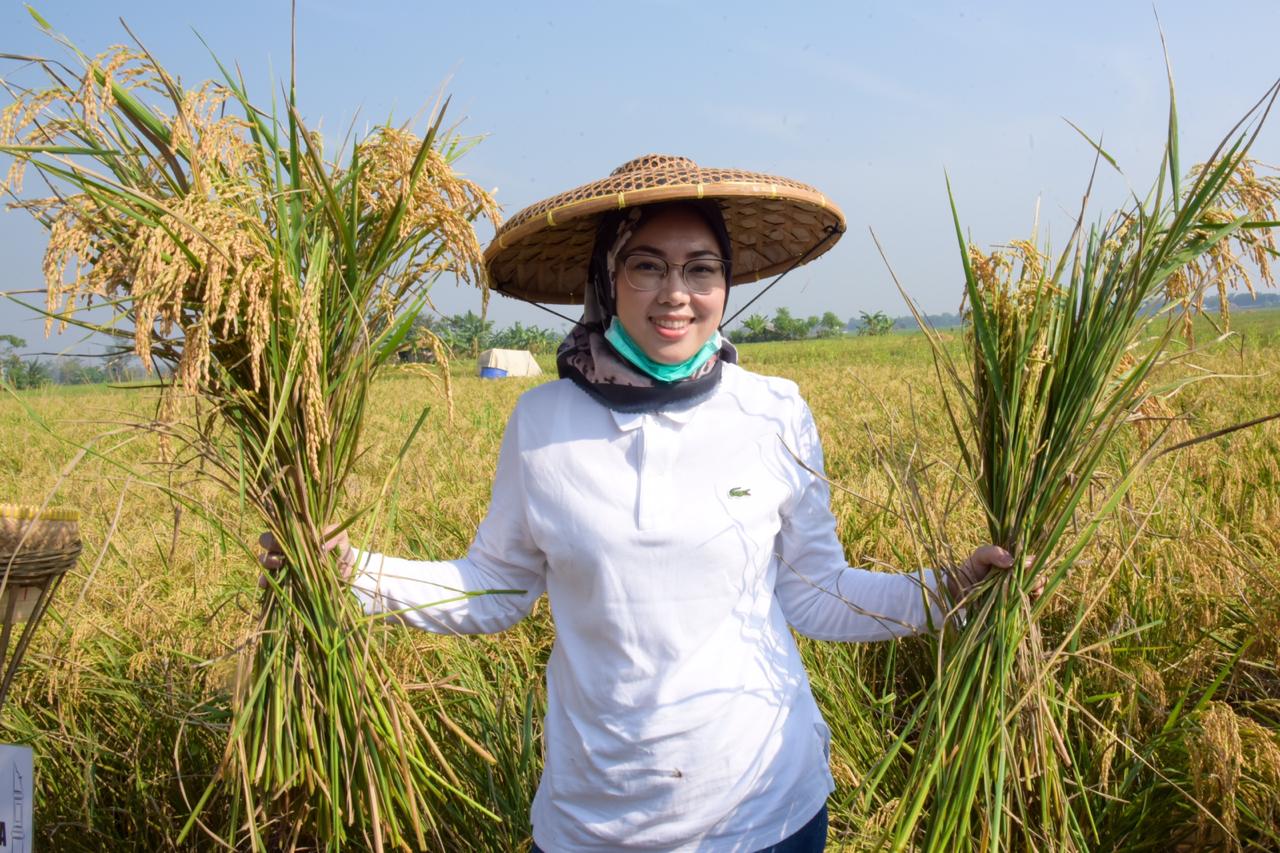 Purwakarta Selalu Surplus Padi, Impor Beras Hanya Menyakiti Hati Petani