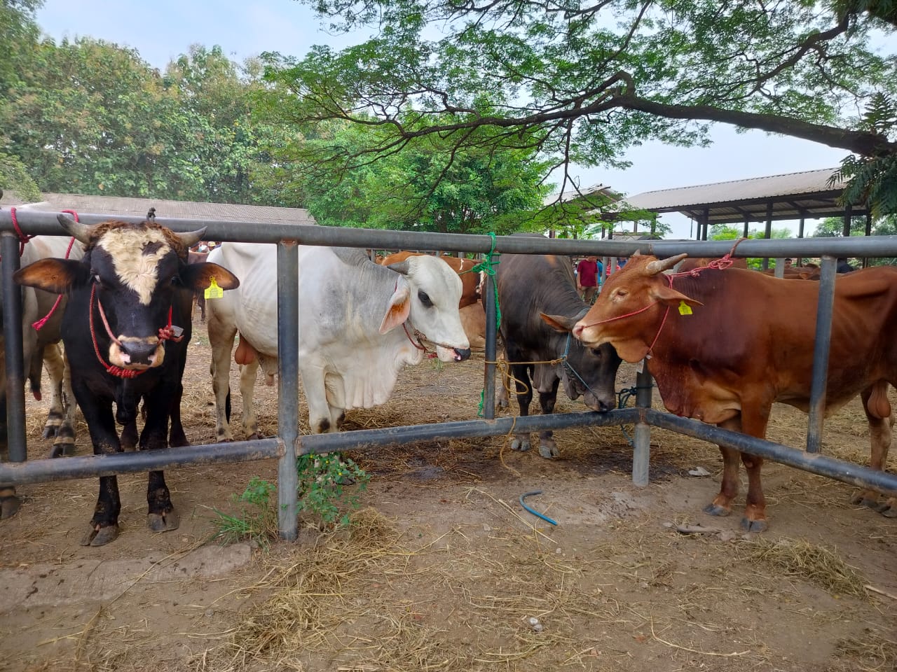 Program SIKOMANDAN Purwakarta Tingkatkan Populasi Ribuan Ekor Ternak