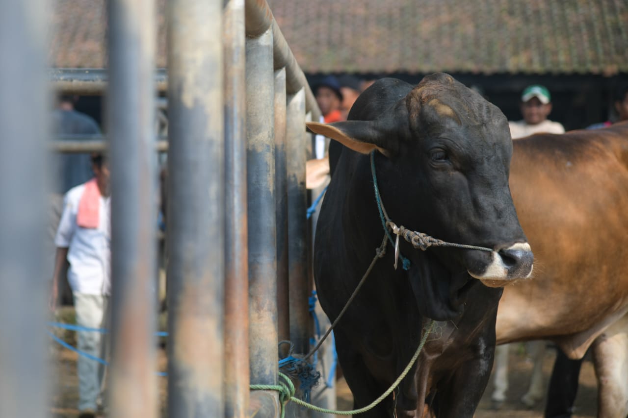 Jamin Ketersediaan Daging Sehat Untuk Lebaran, Pemkab Purwakarta Vaksinasi Ribuan Hewan Ternak
