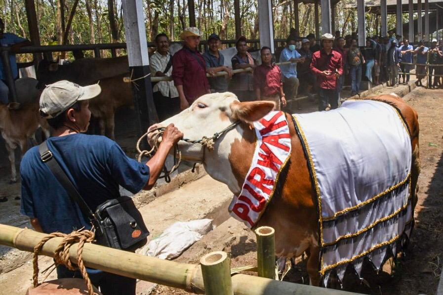 Bupati Purwakarta Inisiasi Kualitas Sapi di Purwakarta