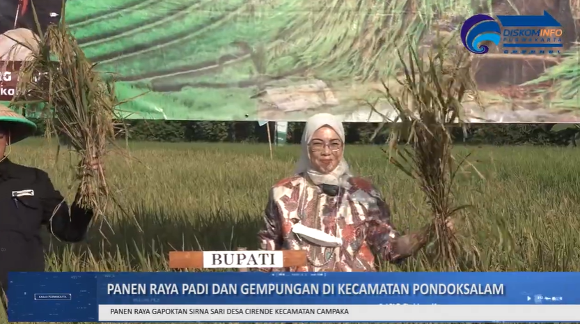 PANEN RAYA PADI DESA CIRENDE KECAMATAN CAMPAKA DAN GEMPUNGAN DI DESA GURUDUG KECAMATAN PONDOKSALAM