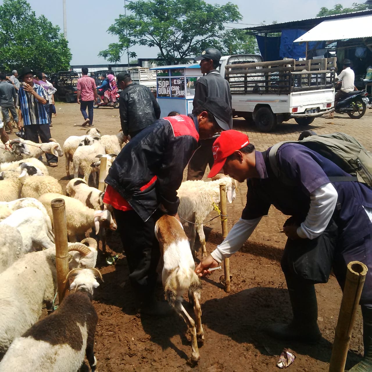 Dilarang Jualan Hewan Ternak di Pinggir Jalan