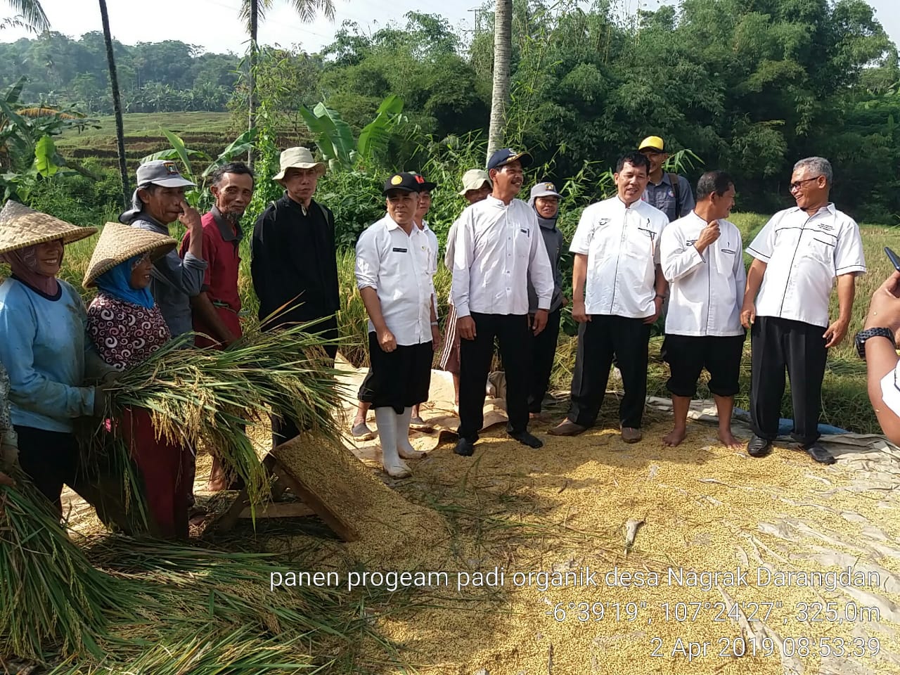 Dispapertan Purwakarta Terus Tingkatkan Produktifitas Padi Organik