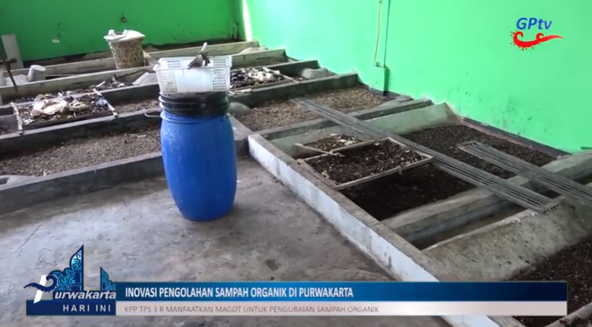 KREATIF, WARGA DI PURWAKARTA URAI SAMPAH ORGANIK DENGAN MAGGOT