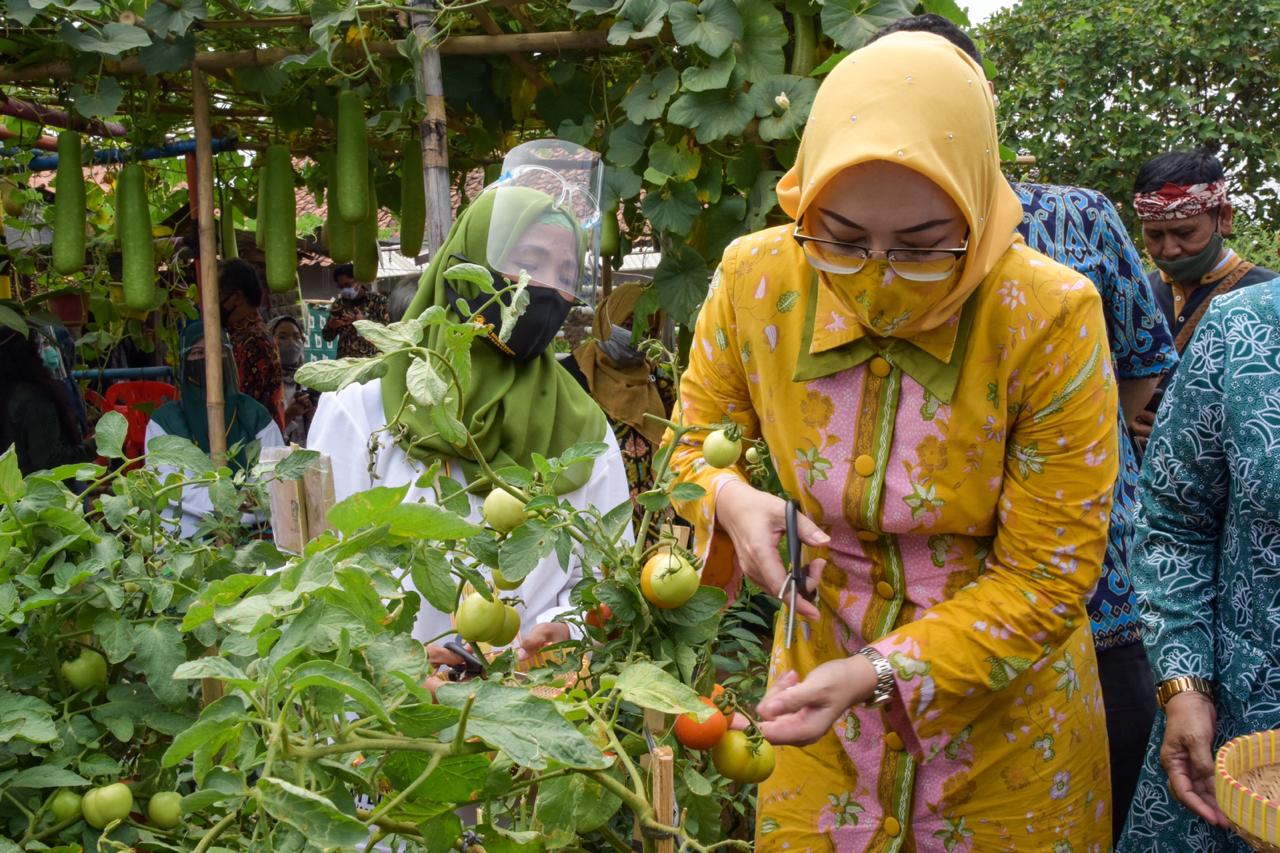 Hibar Eco Village Malang Nengah Menjadi Bukti Sayuran Tidak Hanya Tumbuh di Dataran Tinggi