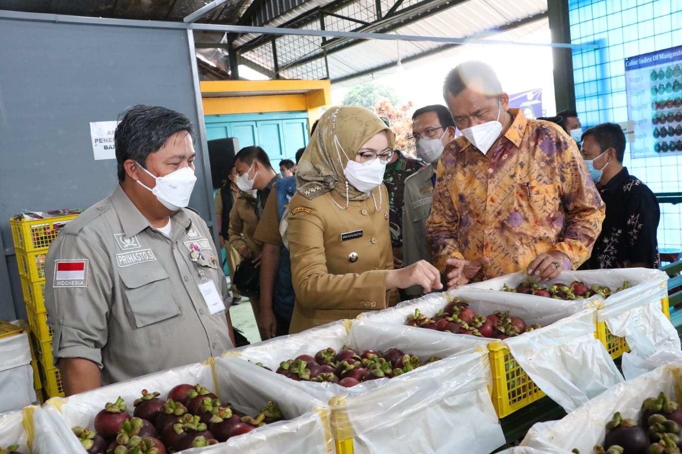 Purwakarta Ekspor Manggis ke China