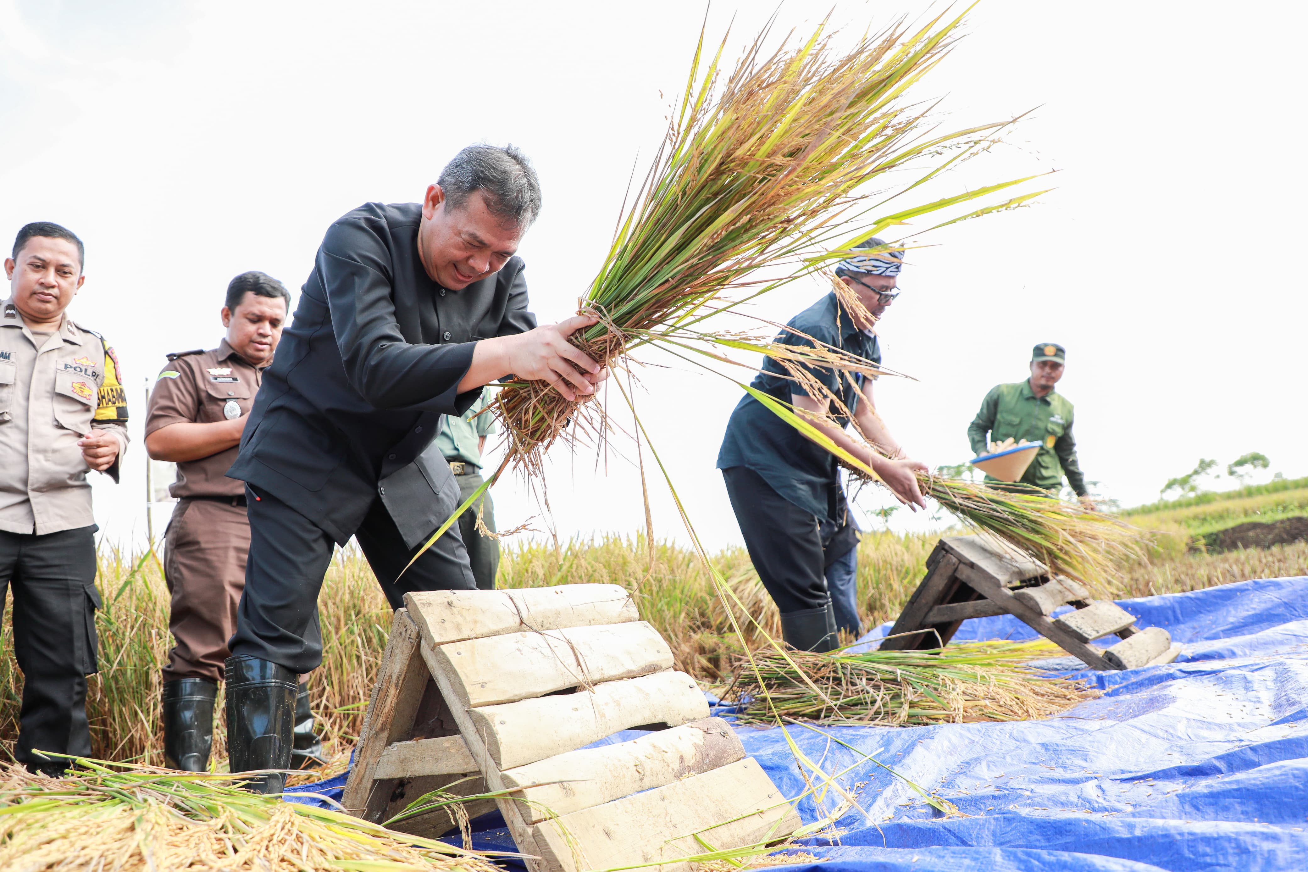 Capai Ratusan Ribu Ton, Produksi Padi Purwakarta Semester Pertama 2024 Sukses