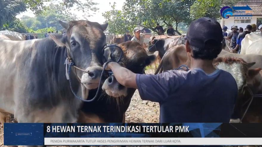 ANTISIPASI WABAH PMK, PEMKAB PURWAKARTA HENTIKAN PENGIRIMAN HEWAN DARI LUAR KOTA
