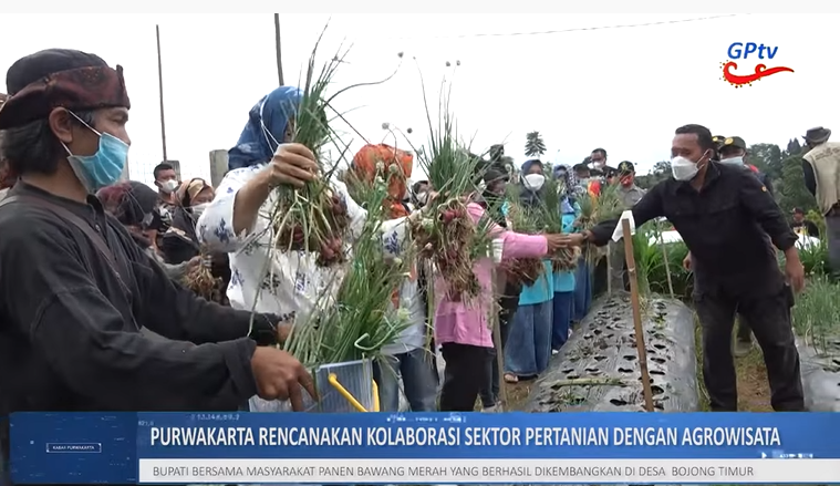BUPATI PURWAKARTA PANEN BAWANG MERAH KUALITAS TERBAIK DI KECAMATAN BOJONG