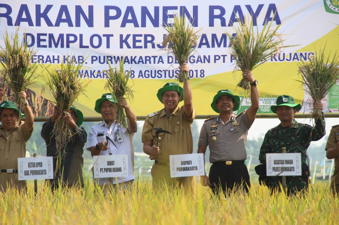 Perayaan Panen dan Tanam Padi di Kabupaten Purwakarta